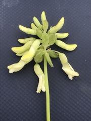 Astragalus americanus