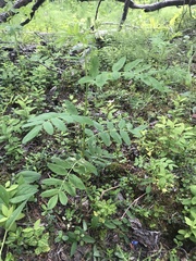 Astragalus americanus
