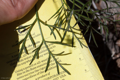 Lomatium marginatum