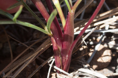 Lomatium marginatum