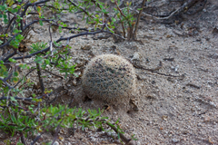 Mammillaria grusonii