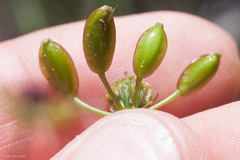 Lomatium marginatum