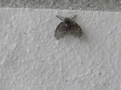 Psychodidae