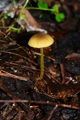 Pluteus hubregtseorum