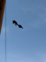 Corvus brachyrhynchos