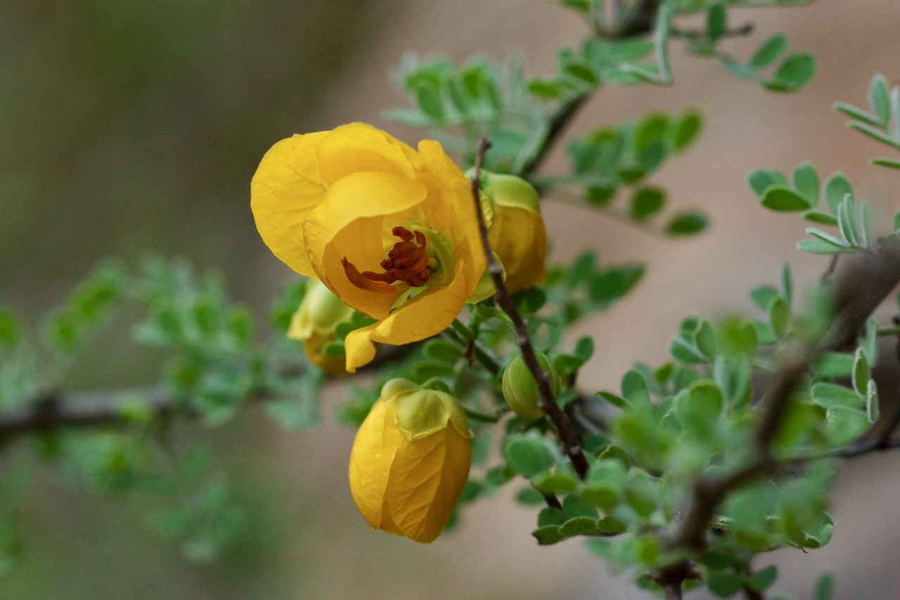 Senna wislizeni