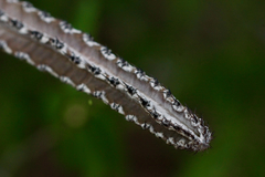 Peniocereus greggii greggii
