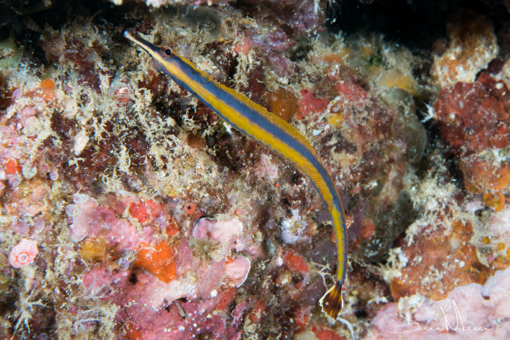 Bluestripe Pipefish (Doryrhamphus excisus) Marine Life Identification