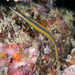 Bluestripe Pipefish - Photo (c) shera, some rights reserved (CC BY-NC), uploaded by shera