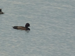 Netta erythrophthalma