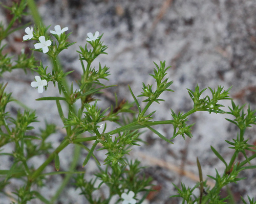 Polypremum procumbens
