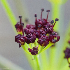 Lomatium marginatum purpureum