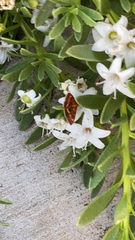 Pyrausta californicalis