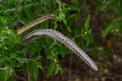 Peniocereus greggii greggii