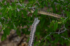 Peniocereus greggii greggii