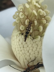 Strangalia luteicornis