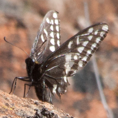 Papilio indra