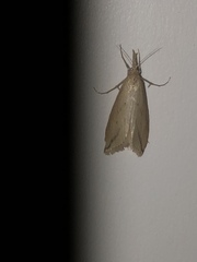 Donacaula longirostrallus