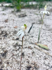 Caladenia catenata