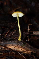 Pluteus hubregtseorum