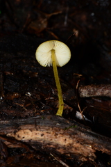 Pluteus hubregtseorum