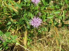 Monardella sheltonii