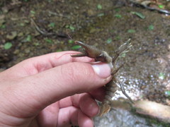 Cambarus carinirostris