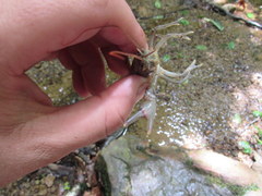 Cambarus carinirostris