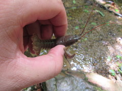Cambarus carinirostris