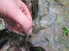 Cambarus carinirostris