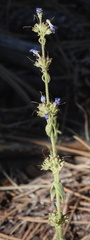 Penstemon humilis obtusifolius