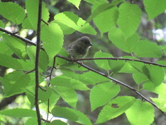 Junco hyemalis carolinensis