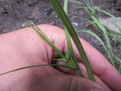 Carex folliculata