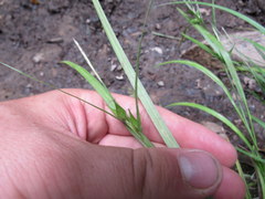 Carex folliculata