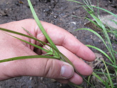 Carex folliculata