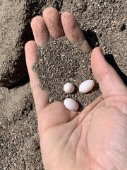 Aspidoscelis uniparens