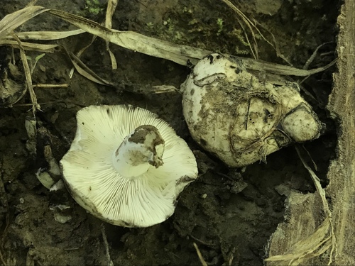 Russula atramentosa — (c) Brian C. Hunt, some rights reserved (CC BY)
