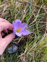 Crocus