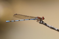 Argia joergenseni