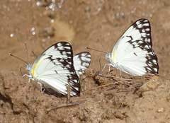 Belenois gidica gidica