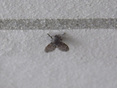 Psychodidae
