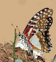 Graphium angolanus