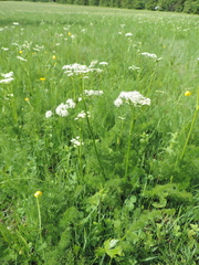 Meum athamanticum