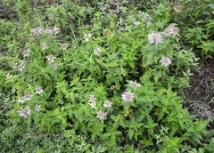Monarda stipitatoglandulosa