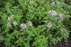 Monarda stipitatoglandulosa