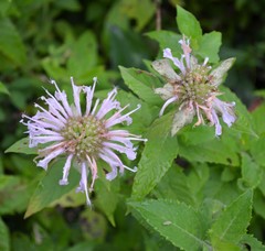 Monarda stipitatoglandulosa