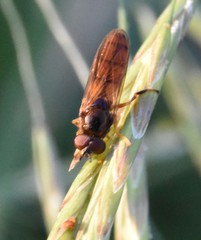 Platycheirus quadratus