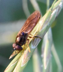 Platycheirus quadratus