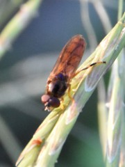 Platycheirus quadratus