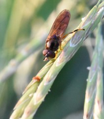 Platycheirus quadratus